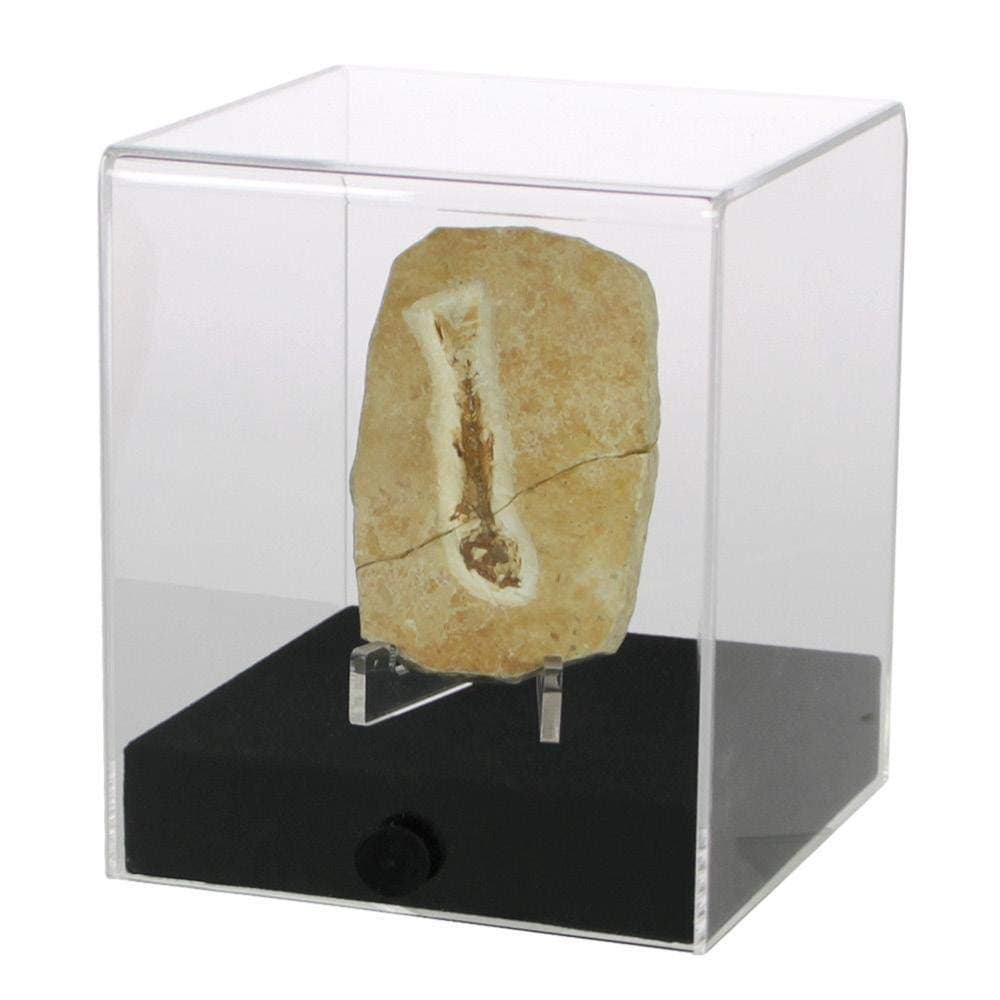 Safe 5288 Präsentations-Cube – Acryl-Vitrine mit schwarzem Velours-Holzsockel, staubgeschützt,… product image